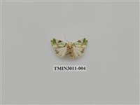 藏品(夜蛾620)的圖片